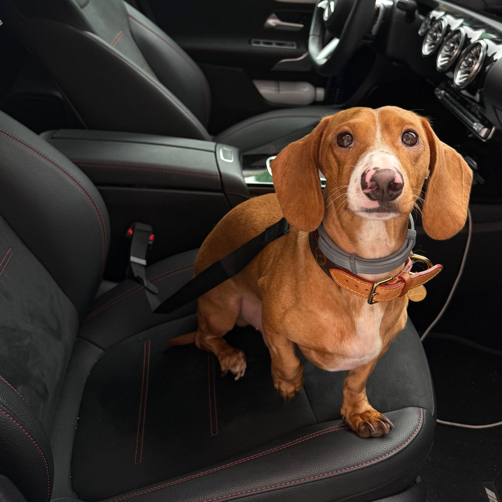 Adjustable Seat Belt 