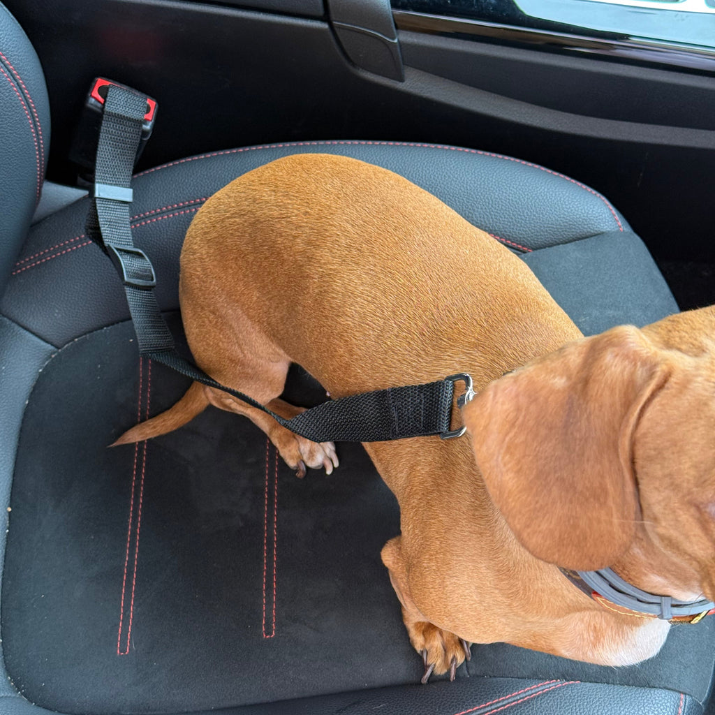 Adjustable Seat Belt 