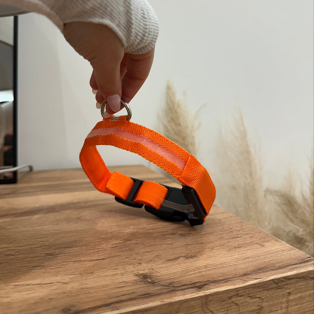LED Light Up Nylon Dog Collar